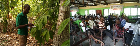 image:(Left)Checking cocoa beans in farmland where agroforestry is practiced (Right)Photo of a lecture in the Farmers' Field School