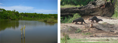 (left) Project site: Kuala Selangor Nature Park, (right): Smooth-coated otter, an endangered species dwelling at the project site