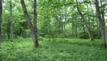 Image: The Afan Woodland after conservation activities