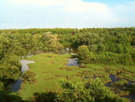 Image: The wetlands are a treasure trove of diverse ecosystems