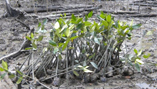 Image: Mangrove saplings