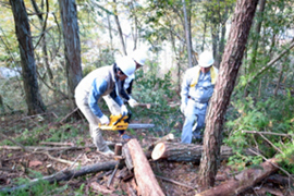 Image: Forest management volunteer activity